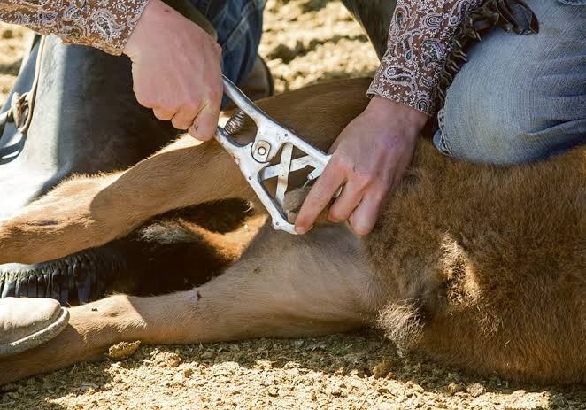 CASTRATION IN RUMINANT ANIMALS: A MANAGEMENT PRACTICE THAT REQUIRES CARE